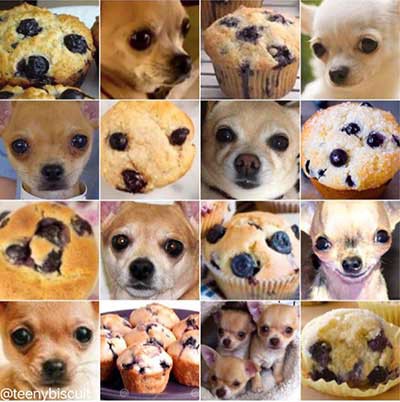 Muffin or Chihuahua? Not so easy, hey?